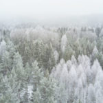 snow-covered forest